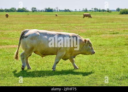 Bulle am 29. Juni 2022 in Wyk, Foehr Island, Deutschland. © Peter Schatz / Alamy Stock Photos Stockfoto