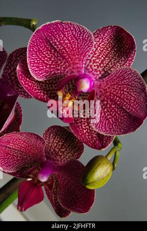 Phalaenopsis, auch bekannt als Mottenorchideen, ist eine Gattung von etwa siebzig Pflanzenarten in der Familie der Orchidaceae. Stockfoto