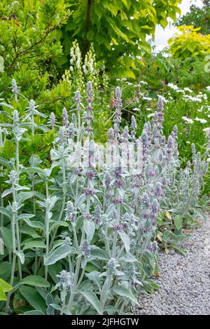 Stachys Byzantina (Lämmerohren), eine weiche, silbrig blättrige, mehrjährige Pflanze, die im Sommer hohe Stängel mit winzigen violetten Blüten aufwirft. Stockfoto