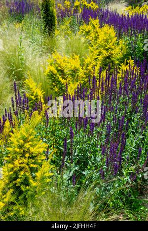 Lila Salvia nemorosa blüht im Sommer zwischen goldener Eibe und Stipa Tenuissima Gräsern in einem Kiesgarten. Stockfoto