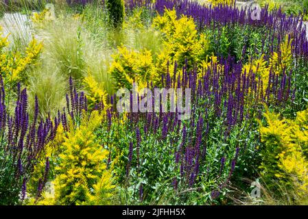 Lila Salvia nemorosa blüht im Sommer zwischen goldener Eibe und Stipa Tenuissima Gräsern in einem Kiesgarten. Stockfoto