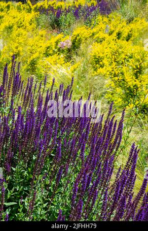 Lila Salvia nemorosa blüht im Sommer zwischen goldener Eibe und Stipa Tenuissima Gräsern in einem Kiesgarten. Stockfoto