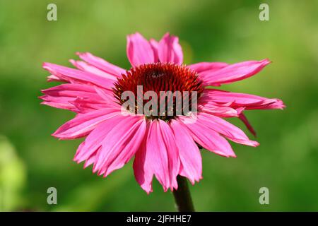 Nahaufnahme einer schönen rosa sonnenbeschienenen Echinacea purea Blume vor einem grünen verschwommenen Hintergrund Stockfoto