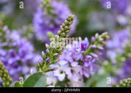 Nahaufnahme eines frischen hebe x andersonii mit selektivem Fokus Stockfoto