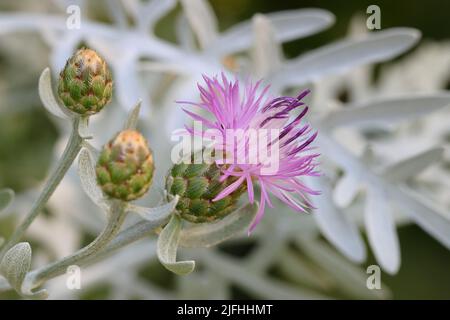 Nahaufnahme einer hellvioletten centaurea Gymnocarpa und zwei Knospen vor einem weiß-grauen natürlichen Hintergrund Stockfoto