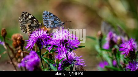 Makroaufnahme von zwei Western Marbled White Schmetterlingen (Melanargia galathea), die auf der rosa Blüte einer Distel sitzen. Stockfoto