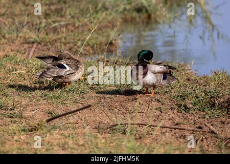 Eine Nahaufnahme von Stockenten oder wilden Enten, Anas platyrhynchos auf der Seeufer-Bevorung. Stockfoto