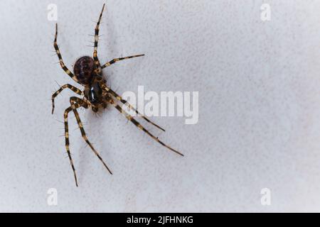 Makrofoto einer Spinne auf weißem Hintergrund mit Copyspace. Hochwertige Fotos Stockfoto