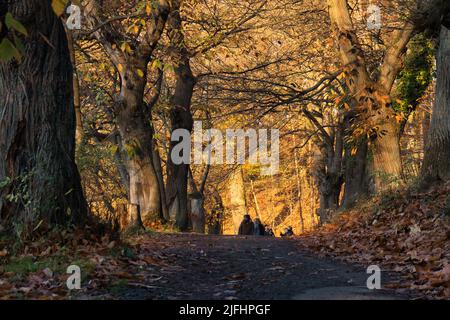 Königswinter, Deutschland - 28. November 2020: Sonne scheint auf leuchtend gelben Blättern auf einem Wanderweg im Pfälzer Wald bei Schloss Drachenburg an Stockfoto