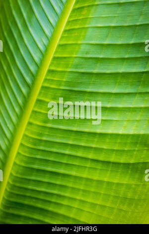 Frisches grünes tropisches Blatt eines ravenala madagascariensis-Pflanzenbaums, das die Palme des Reisenden umschlopft Stockfoto