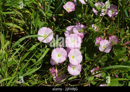 Nahaufnahme der Blüten der Feldbindekraut (Convolvulus arvensis), Morning Glory Familie (Convolvulaceae) im Gras am Straßenrand. Juli, Niederlande. Stockfoto