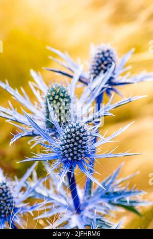 Blue Hobbit, Sea Holly, Eryngium Planum Blumen Stockfoto