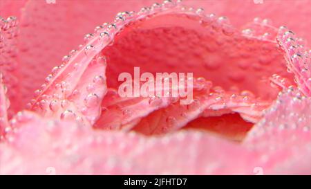 Nahaufnahme von Blasen auf Rosenblättern. Archivmaterial. Schöne Blasen auf rosa Rose in klarem Wasser. Stieg unter Wasser mit Sauerstoffblasen Stockfoto
