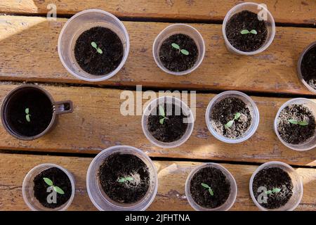 Gekeimte Tomatensamen in Plastikbechern werden für die Transplantation vorbereitet. Stockfoto