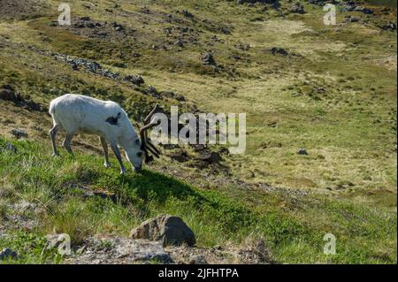 Rentiere grasen und laufen durch die Honningsvag Wiesen Stockfoto