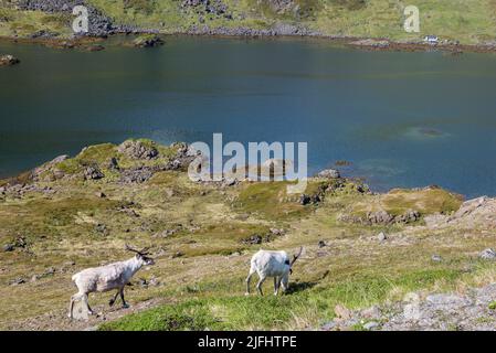 Rentiere grasen und laufen durch die Honningsvag Wiesen Stockfoto