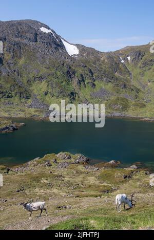 Rentiere grasen und laufen durch die Honningsvag Wiesen Stockfoto