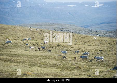 Rentiere grasen und laufen durch die Honningsvag Wiesen Stockfoto