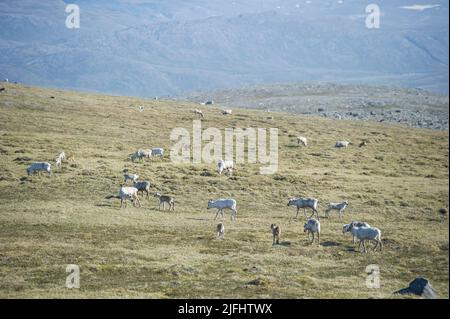 Rentiere grasen und laufen durch die Honningsvag Wiesen Stockfoto