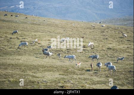 Rentiere grasen und laufen durch die Honningsvag Wiesen Stockfoto