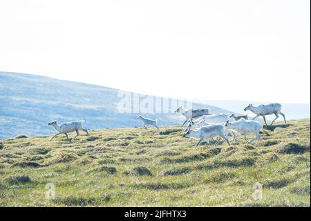 Rentiere grasen und laufen durch die Honningsvag Wiesen Stockfoto