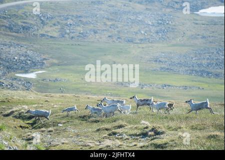 Rentiere grasen und laufen durch die Honningsvag Wiesen Stockfoto