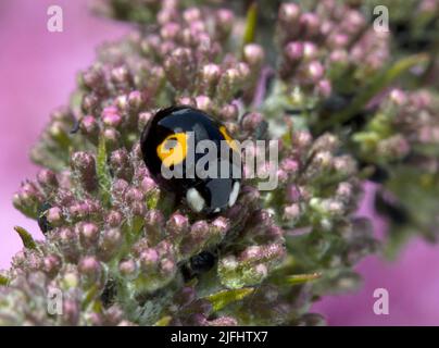 2 Punkte Harlekin Marienkäfer Schwarz mit zwei gelben Punkten Stockfoto