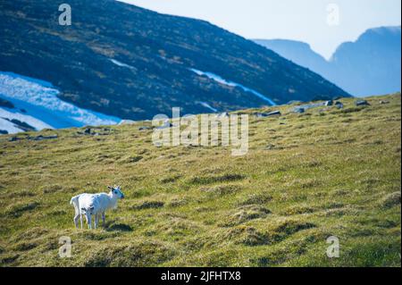 Rentiere grasen und laufen durch die Honningsvag Wiesen Stockfoto