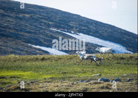 Rentiere grasen und laufen durch die Honningsvag Wiesen Stockfoto