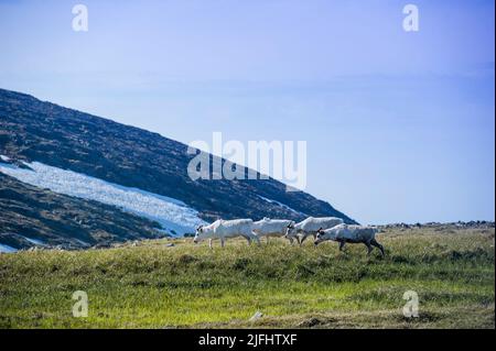 Rentiere grasen und laufen durch die Honningsvag Wiesen Stockfoto