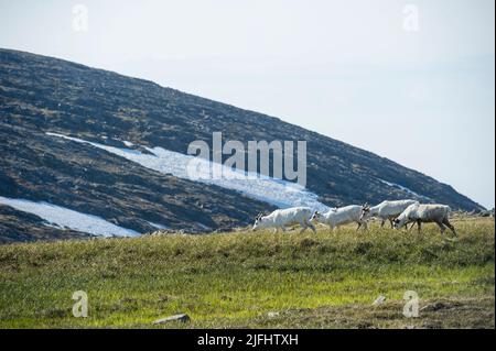 Rentiere grasen und laufen durch die Honningsvag Wiesen Stockfoto