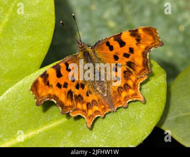 Komma Butterfly Polygonia c-Album Stockfoto