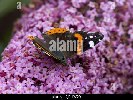 Red Admiral Butterfly Vanessa atalanta auf Pink Buddleia Stockfoto