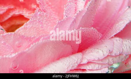 Nahaufnahme von Blasen auf Rosenblättern. Archivmaterial. Schöne Blasen auf rosa Rose in klarem Wasser. Stieg unter Wasser mit Sauerstoffblasen Stockfoto