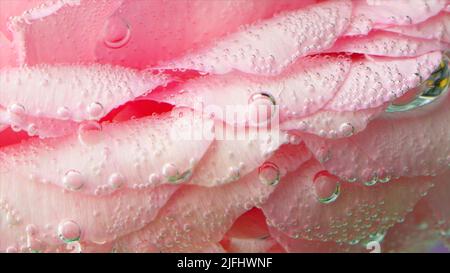 Nahaufnahme von Blasen auf Rosenblättern. Archivmaterial. Schöne Blasen auf rosa Rose in klarem Wasser. Stieg unter Wasser mit Sauerstoffblasen Stockfoto