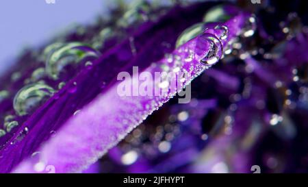 Schöne violette offene Knospe.Archivmaterial. Makrofotografie der Kunst, bei der Blumen ins Wasser gesenkt und in kleine Blasen gehüllt werden. Stockfoto