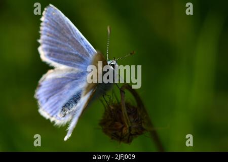 Common Blue, Holly Blue und Small Blue Butterfly Stockfoto