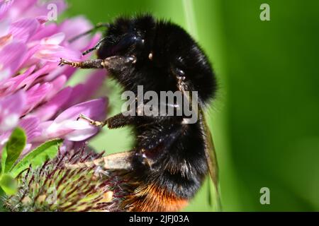 Hummel (oder Hummel, Hummel oder Hummel) Bombus Stockfoto