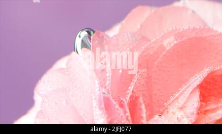 Unter Wasser stiegen Blasen auf. Archivmaterial. Zarte Rosenblüten mit Blasen oder Tropfen. Rosa Rose mit erfrischenden Blasen auf Blütenblättern in klarem Wasser Stockfoto