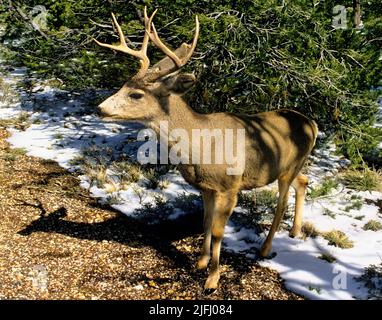 Maultier-Hirsch (Odocoileus hemionus) mit Geweih steht im schmelzenden Schnee im Wald des Yellowstone National Park, Wyoming, USA Stockfoto