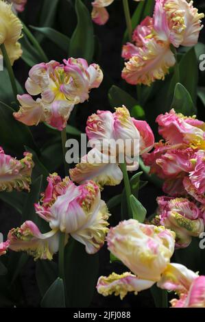 Rosa, weiße und gelbe Tulpen (Tulipa) Papagei Süße Blüte im Garten im April Stockfoto