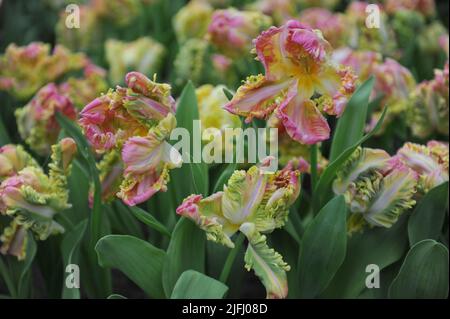 Rosa, weiße und gelbe Tulpen (Tulipa) Papagei Süße Blüte im Garten im April Stockfoto