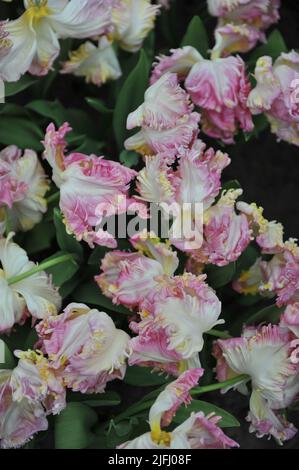 Rosa, weiße und gelbe Tulpen (Tulipa) Papagei Süße Blüte im Garten im April Stockfoto