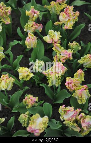 Rosa, weiße und gelbe Tulpen (Tulipa) Papagei Süße Blüte im Garten im April Stockfoto