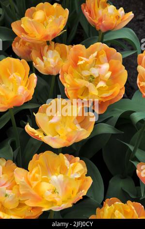 Orange-gelb Doppelte frühe Tulpen (Tulipa) Pfirsich-Melba blühen im April in einem Garten Stockfoto