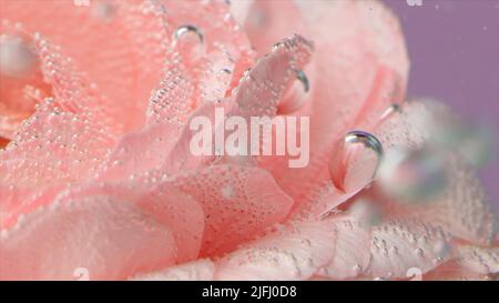 Unter Wasser stiegen Blasen auf. Archivmaterial. Zarte Rosenblüten mit Blasen oder Tropfen. Rosa Rose mit erfrischenden Blasen auf Blütenblättern in klarem Wasser Stockfoto