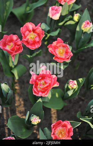 Rosa Doppelte frühe Tulpen (Tulipa) Rosa Foxtrot blüht im März in einem Garten Stockfoto