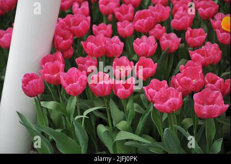 Triumph Tulpen (Tulipa) Rosa Majestät blühen im März in einem Garten Stockfoto