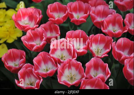 Rosafarbene und weiße Triumph Tulpen (Tulipa) im März blüht der rosafarbene Stein in einem Garten Stockfoto