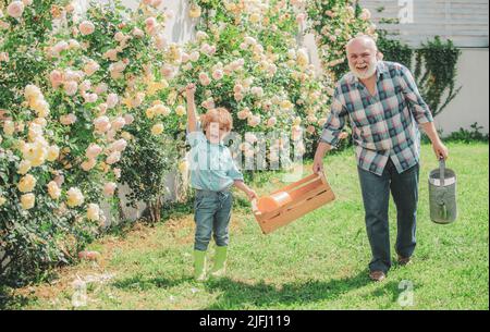 Pflege und Bewässerung der Blumenrose. Großvater mit Enkel gärtnern zusammen. Das Kind ist im Garten, der die Rosenpflanzen bewässert. Leitender Gärtner Stockfoto